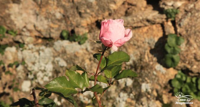 Casa Das Magnolias Pensjonat Fundão Zewnętrze zdjęcie