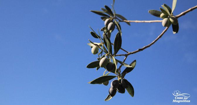 Casa Das Magnolias Pensjonat Fundão Zewnętrze zdjęcie