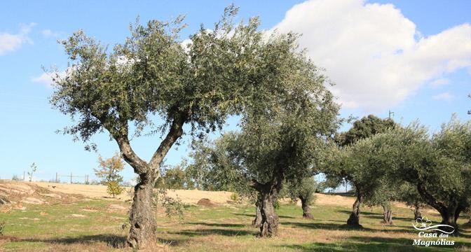 Casa Das Magnolias Pensjonat Fundão Zewnętrze zdjęcie